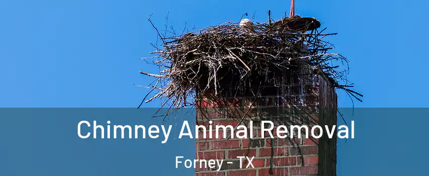  Chimney Animal Removal Forney - TX
