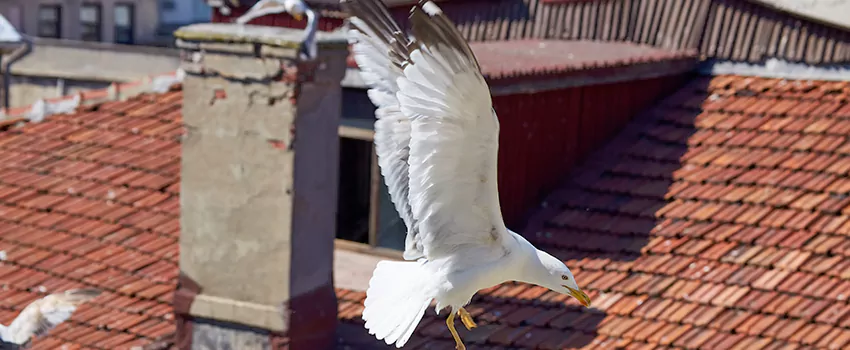 Residential Chimney Animal Removal Solution in Forney, TX