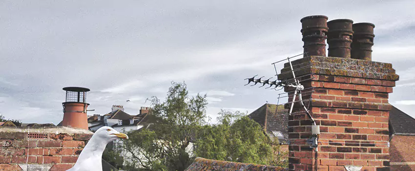 Chimney Cleaning And Restoration in Forney, Texas